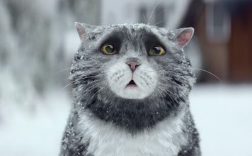 Приключенията на котката Мог в емоционална коледна реклама